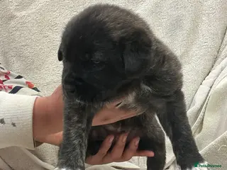 Mixed Breed dogs Boerchaka puppies - Advert 1