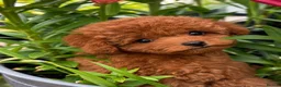 Toy Poodle dogs for sale: 🧝🏼‍♀️🦋✨ Stunning Red Asian Poodle girl, UK  - Advert 10