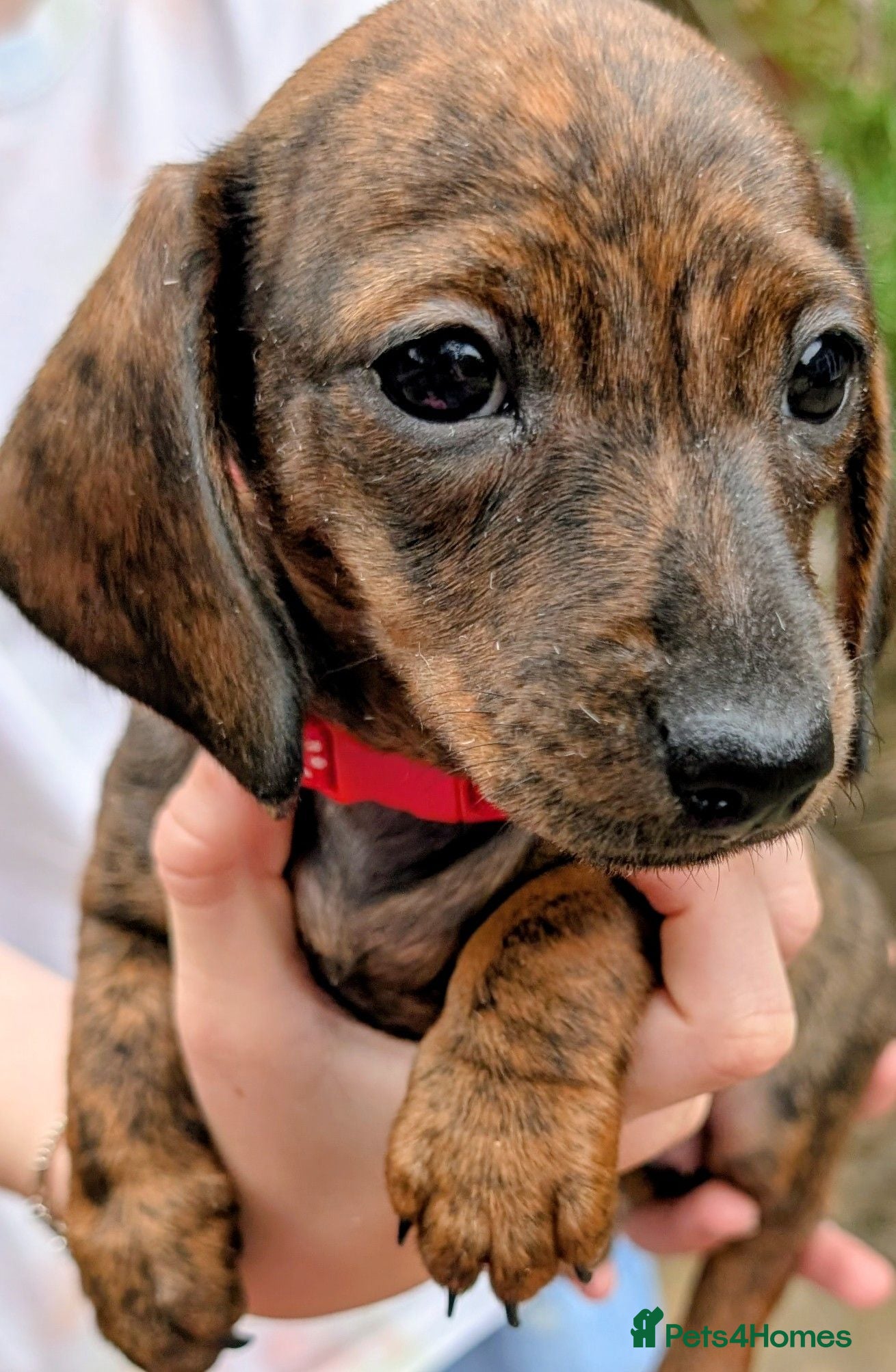 Miniature Dachshund dogs Miniature Brindle Dachshund  - Advert 1