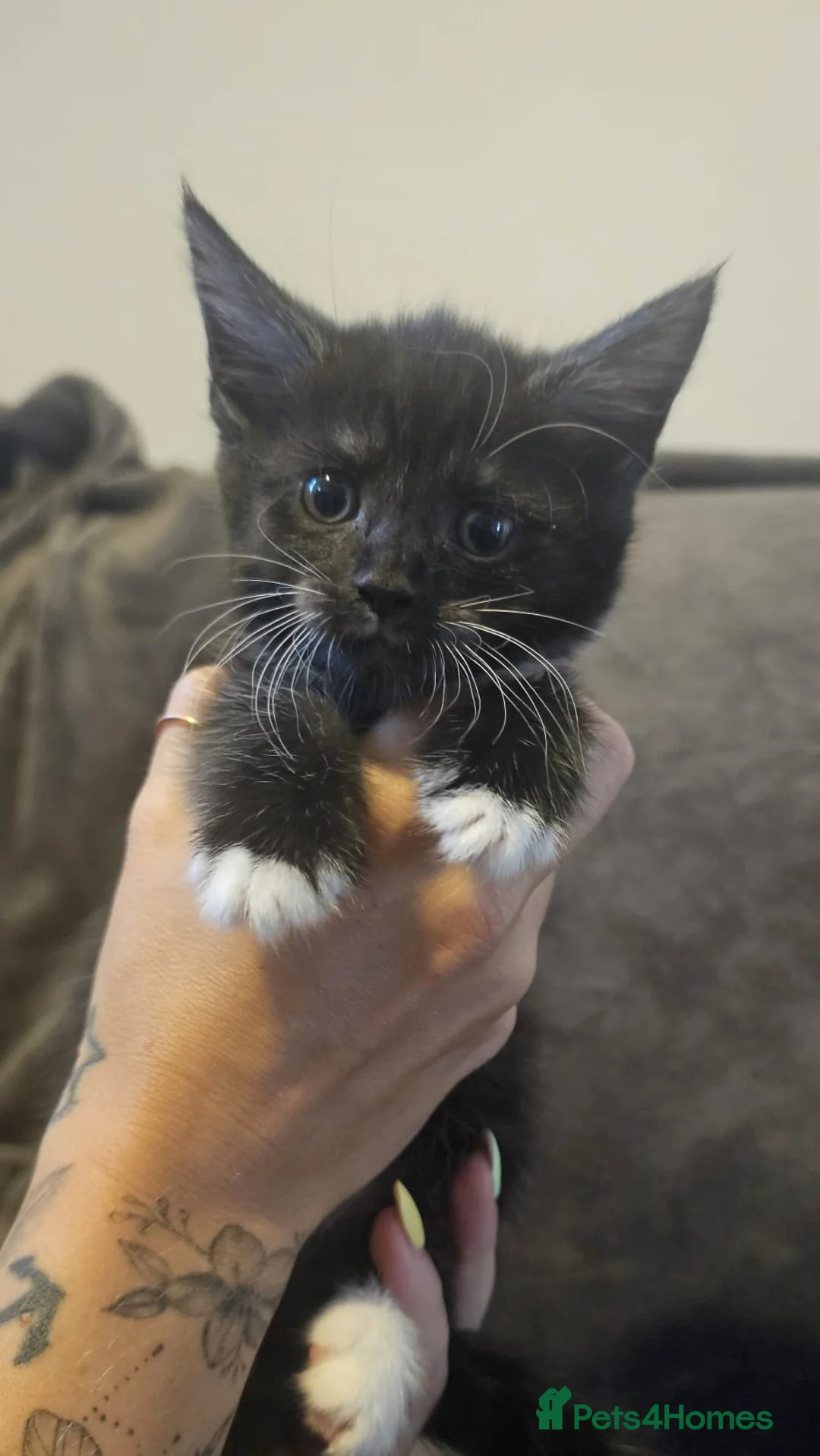 Maine Coon cats for sale: Maine coon cross kittens  in Weston-super-Mare - Advert 11