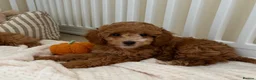 Cockapoo dogs for sale: Stunning F1B cockapoo puppies   - Advert 9