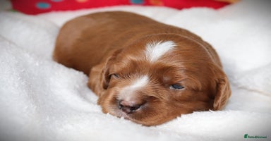 Cavalier King Charles Spaniel dogs - Advert 4