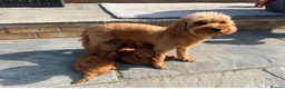 Cavapoo dogs for sale: Cavapoo F1B puppies - Advert 6