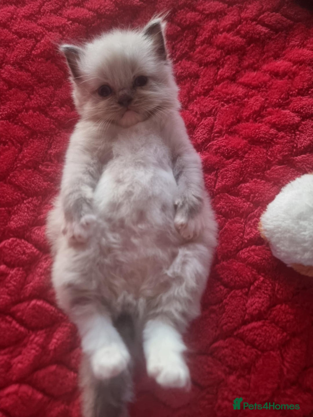 Ragdoll cats for sale: Kitten - Image 24