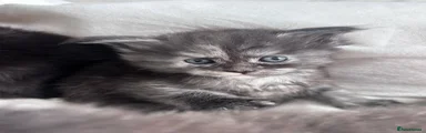Magical Maine Coon 1