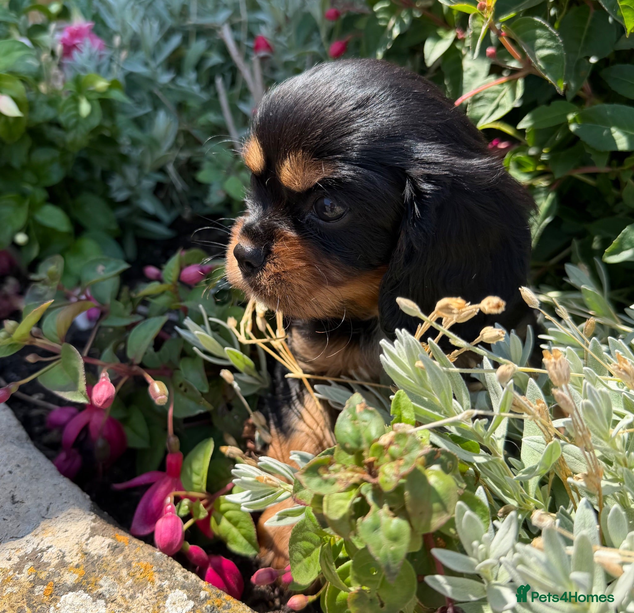 Cavalier King Charles Spaniel dogs KC Registered Cavalier puppies only one left - Advert 1