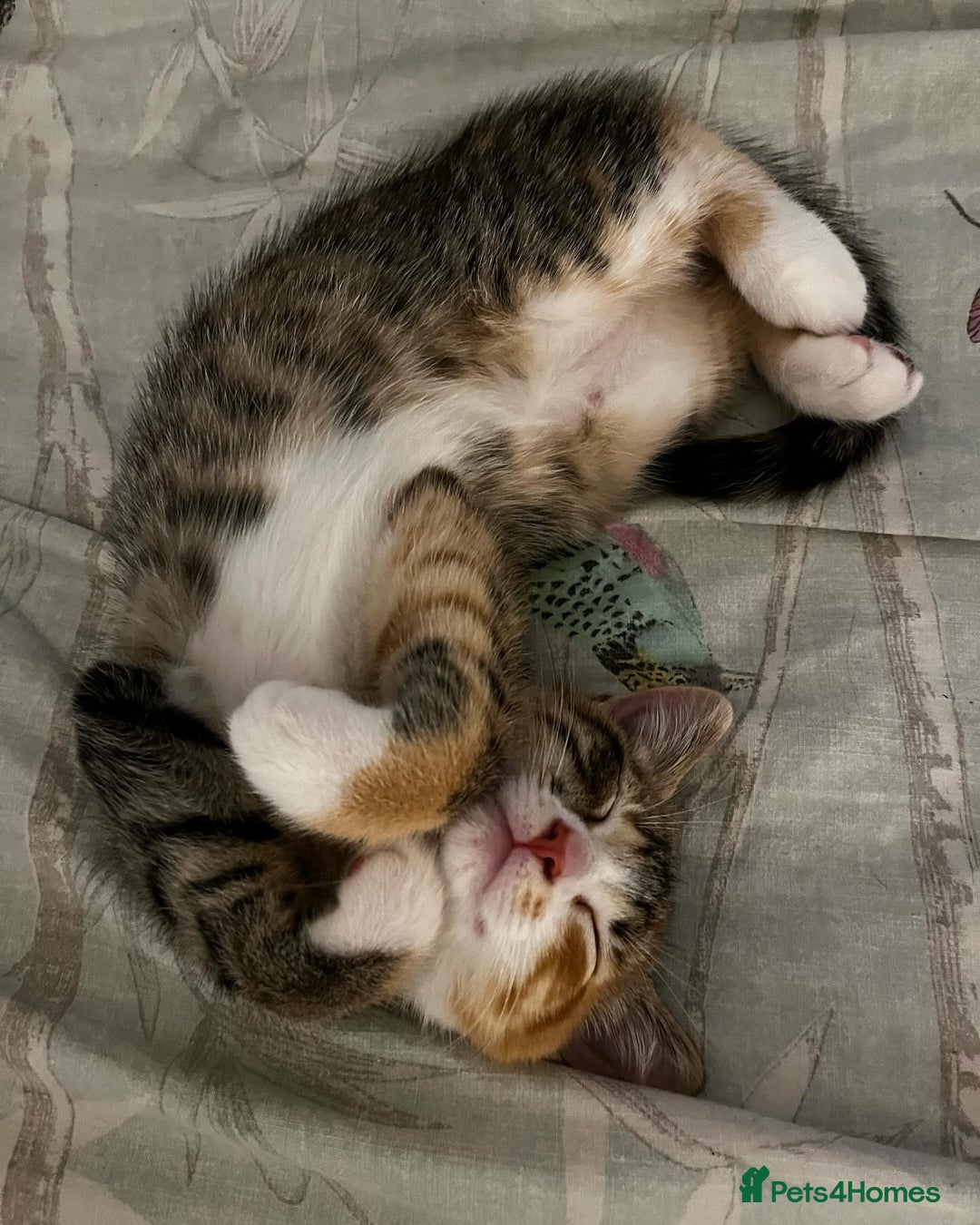 Mixed Breed cats for sale: Bella & Kali - Sisters Looking for a Loving Home - Advert 7