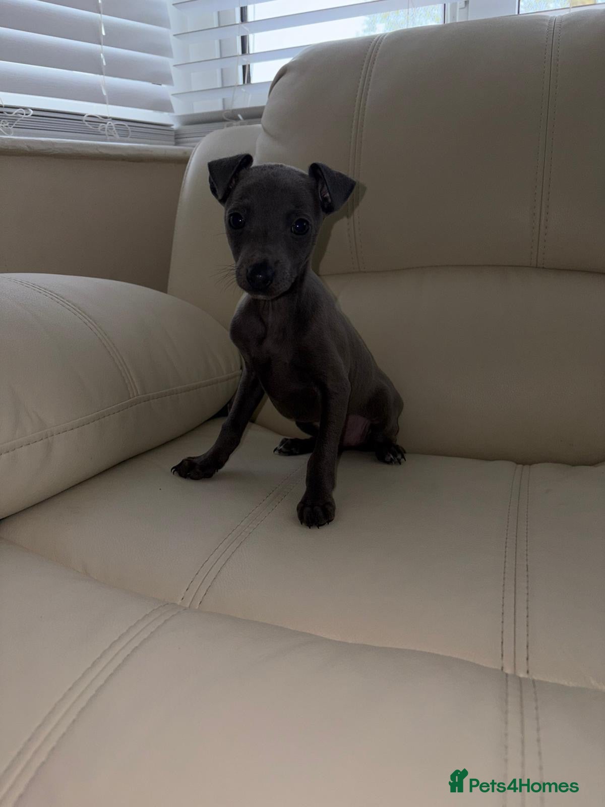 Italian Greyhound dogs Ready to leave Adorable Italian Greyhound Puppy  - Advert 1