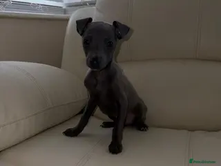 Italian Greyhound dogs Ready to leave Adorable Italian Greyhound Puppy - Advert 1