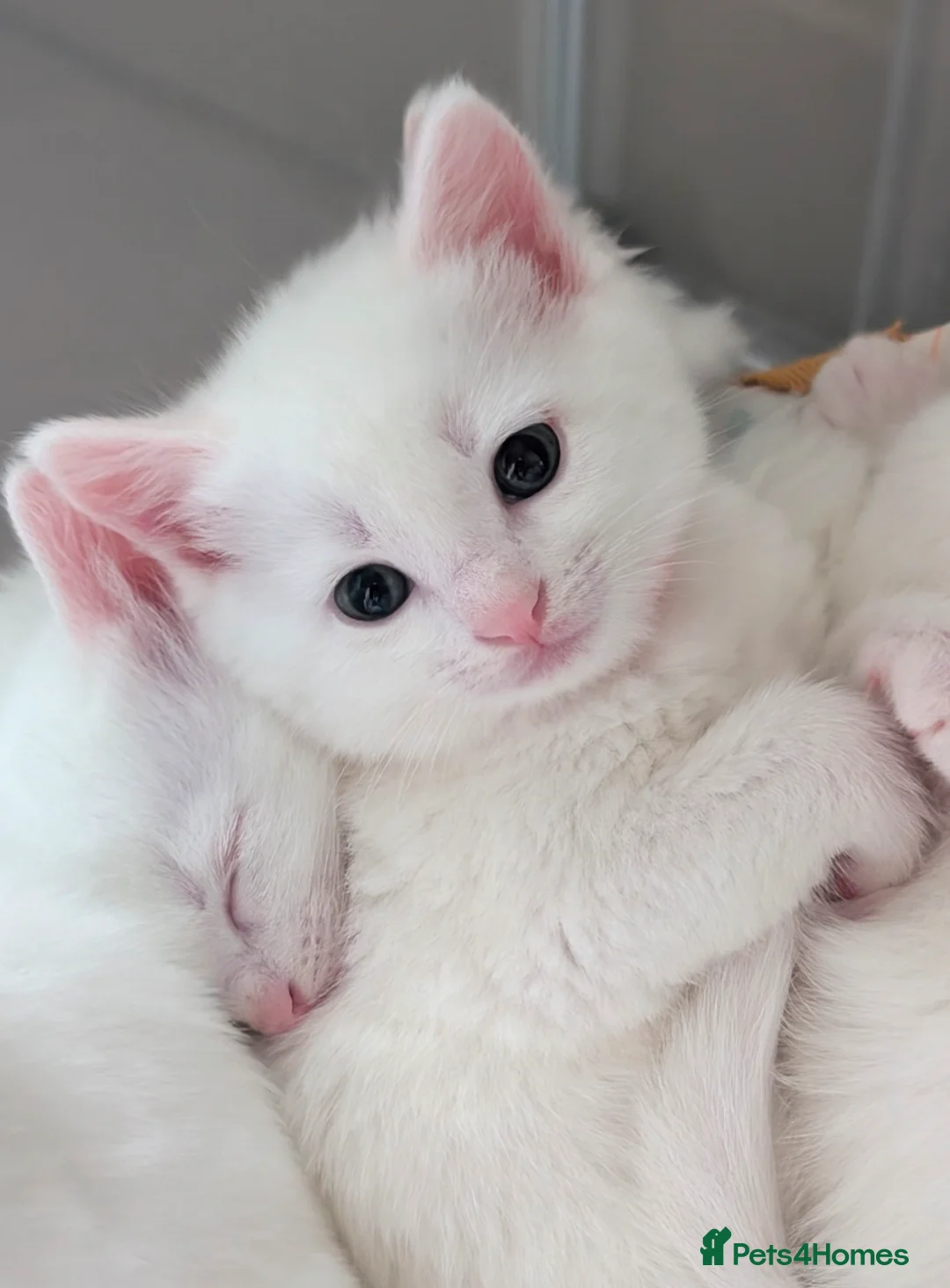 Mixed Breed cats for sale: Two adorable female kittens - Advert 5