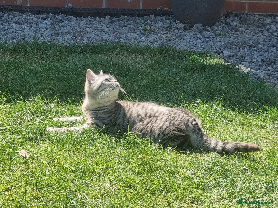 British Shorthair cats for sale: SILVER & GOLDEN SPOTTED BRITISH SHORTHAIR KITTENS  - Image 17