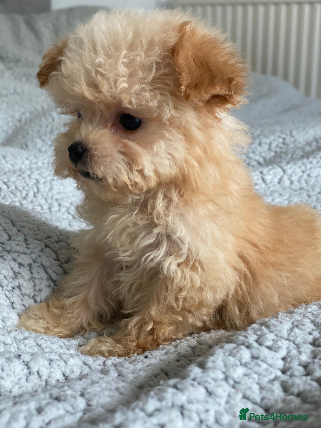 Poochon dogs for sale: Poochon puppy’s  - Image 2
