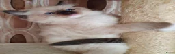 Ragdoll cats for sale:  GCCF Reg. Ragdolls Kittens CHAMPION LINES - Advert 16