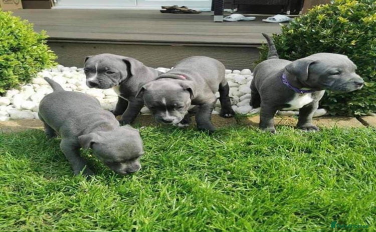Staffordshire Bull Terrier dogs - Advert 10
