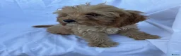 Cockapoo dogs for sale: Gorgeous cockatoo puppies - Advert 21