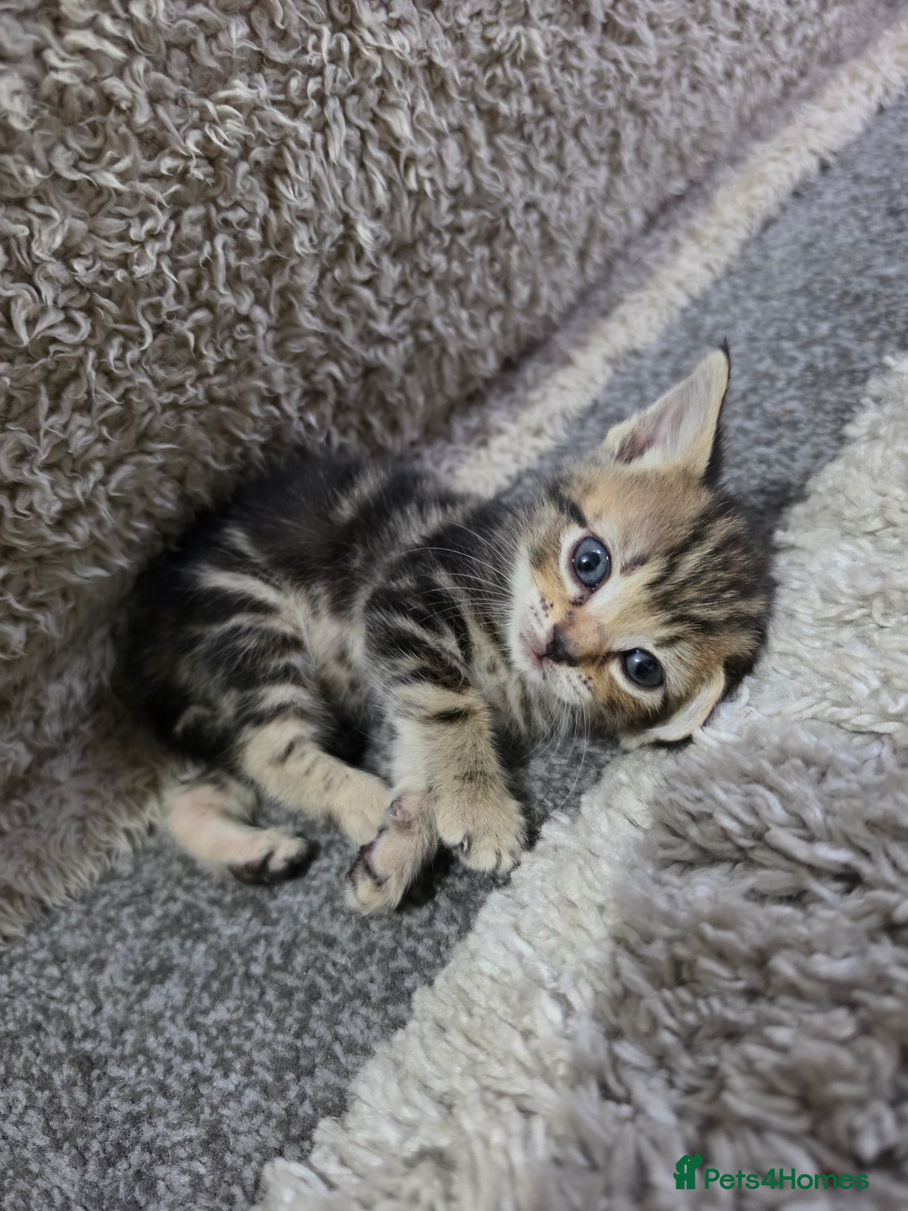 Mixed Breed cats "Fluffy Furballs"  - Advert 2
