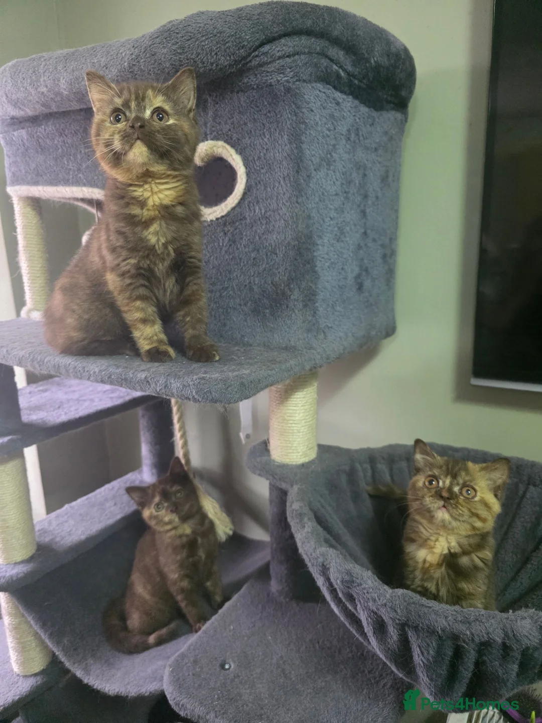 British Shorthair cats for sale: British shorthair kitten - Advert 1