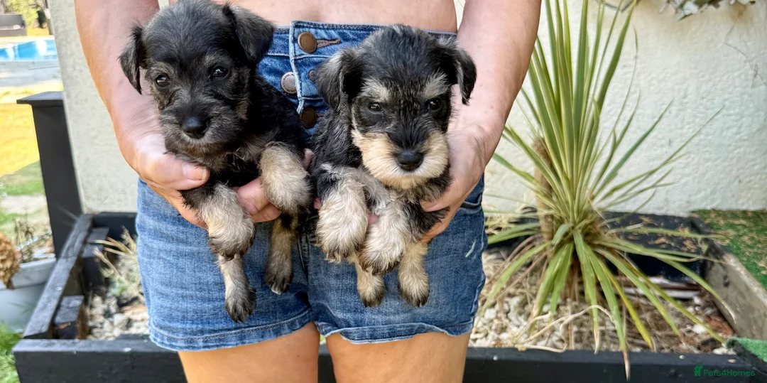 Miniature Schnauzer dogs for sale: Beautiful kc reg miniature schnauzer puppies - Advert 2