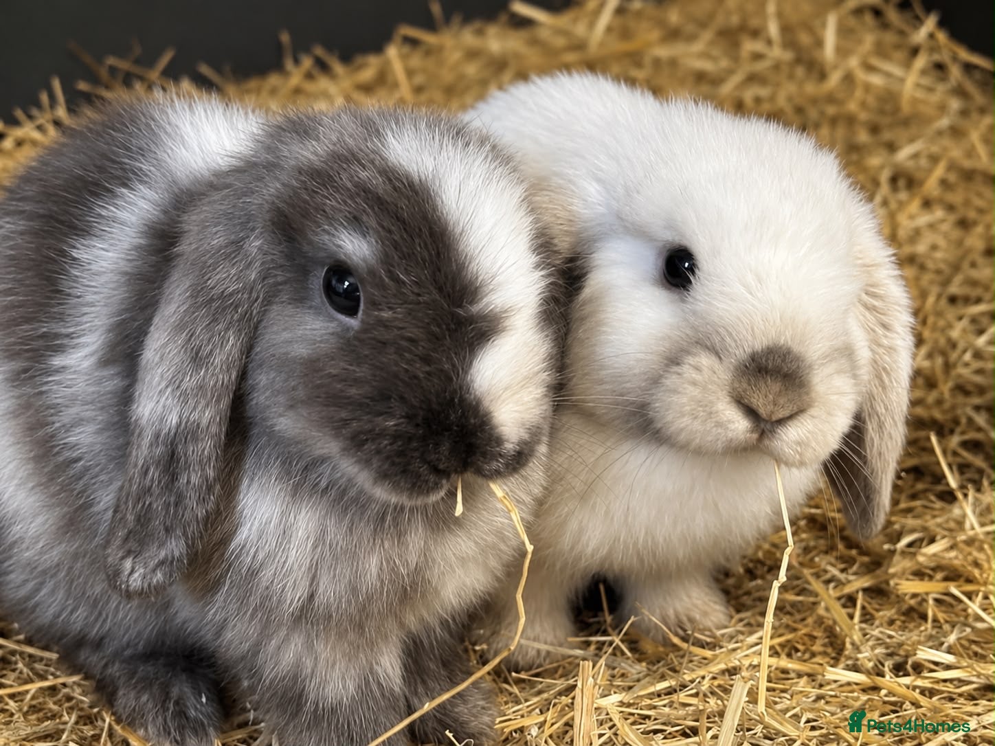 Mini Lop rabbits Beautiful 🤩 example of pure mini hand reared lops - Advert 1