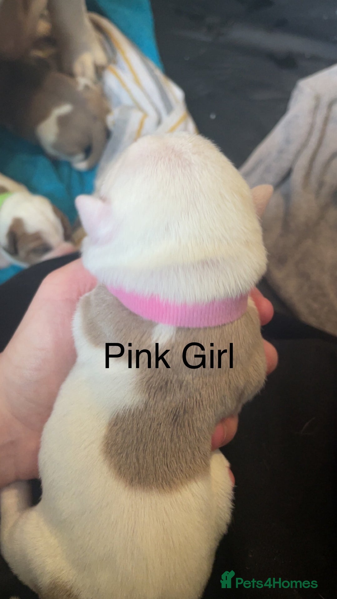 Mixed Breed dogs for sale: American Bulldog x Staffordshire Terrier puppies - Advert 15