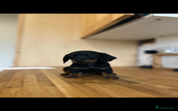 Miniature Dachshund dogs for sale:   🐾READY NOW🐾 | ONLY 1 BOY LEFT - Image 16