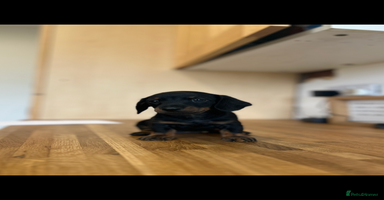 Miniature Dachshund dogs - Advert 14
