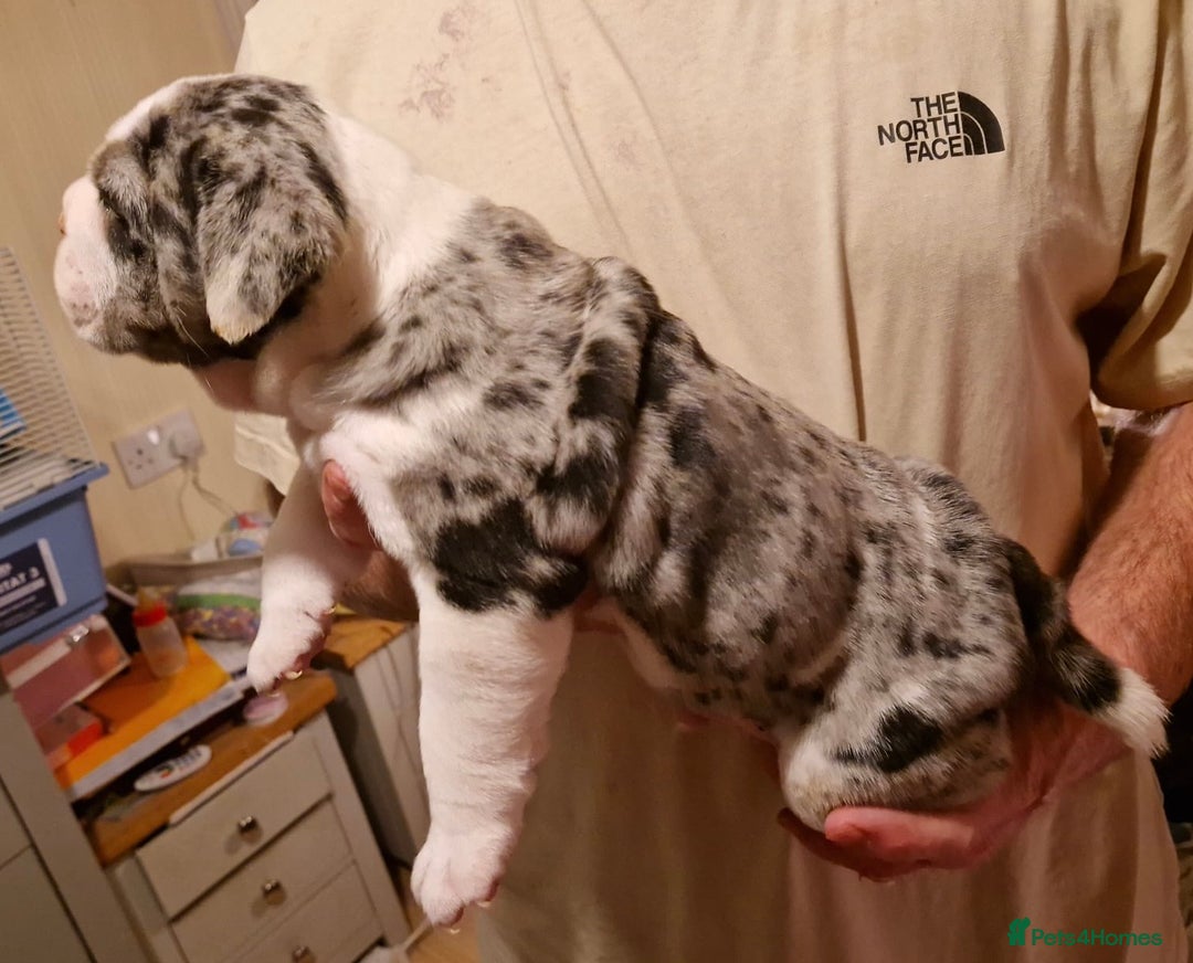 Olde English Bulldogge dogs for sale: Old English bulldog puppies GENERATIONAL - Advert 11