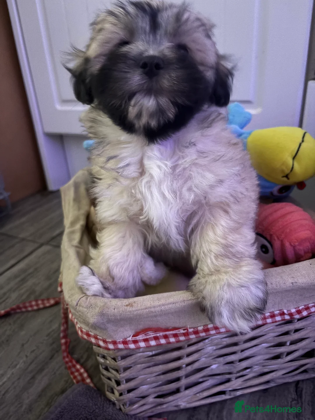 Maltipoo dogs for sale: Maltipoo - Advert 22