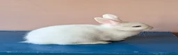 Mixed Breed rabbits for sale: 2 baby bunnies for sale in Huntingdon - Advert 3