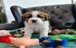 Saint Bernard dogs for sale: KC Registered St. Bernards For Sale! - Image 27