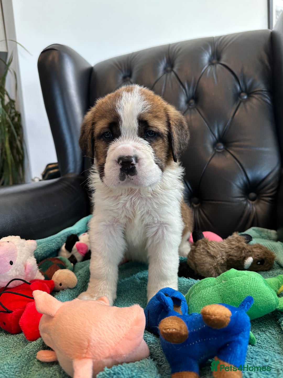 Saint Bernard dogs for sale: KC Registered St. Bernards For Sale! - Image 27