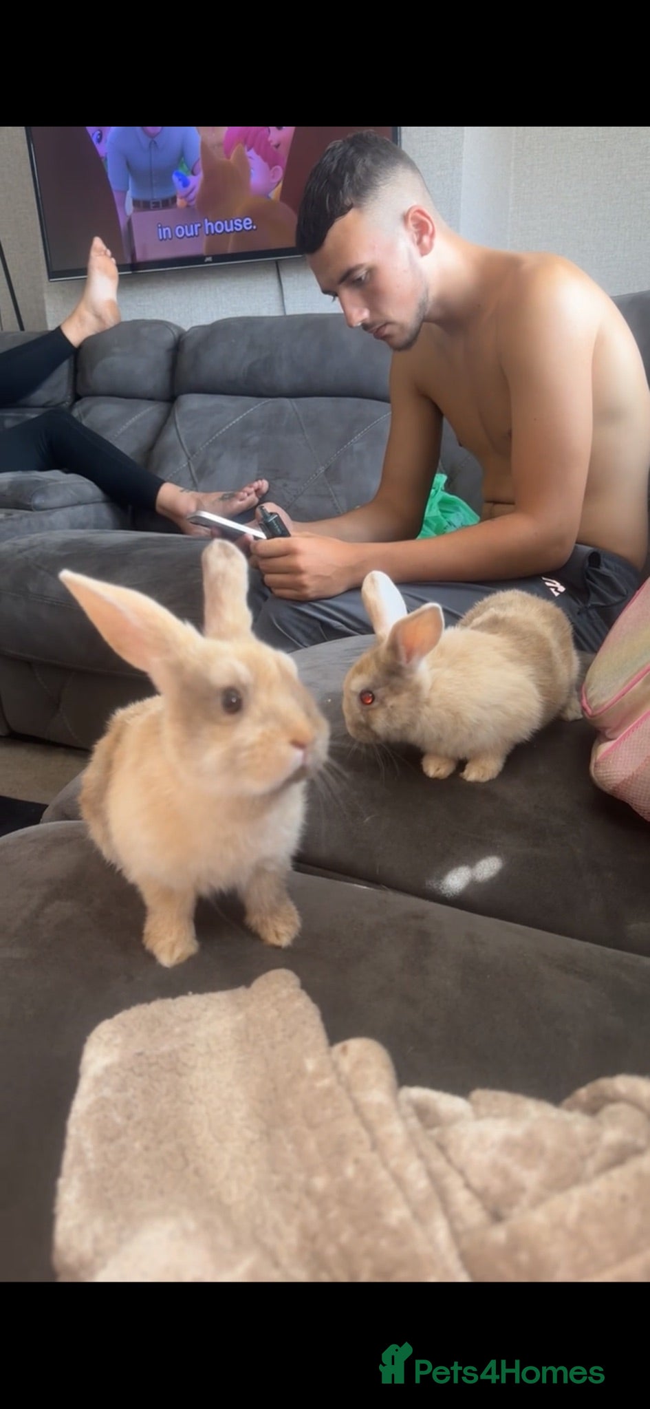 Mini Lop rabbits 2 female bunnies.  - Advert 1
