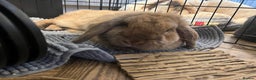 German Lop rabbits for sale: Male lop rabbit  - Advert 4