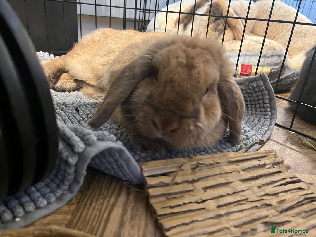 German Lop rabbits for sale: Male lop rabbit  - Advert 4