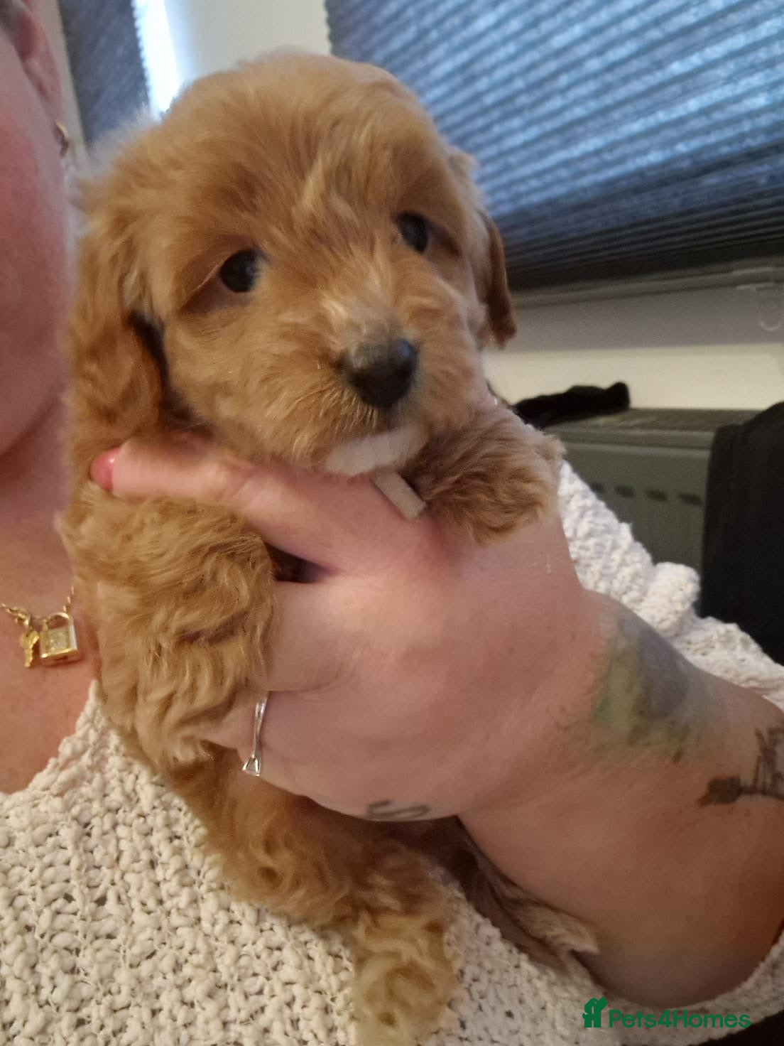 Cockapoo dogs ❤️READY MAY 1st ! true miniature cockapoos  ❤️‼️ - Advert 12