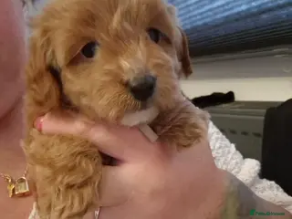 Cockapoo dogs ❤️READY MAY 1st ! true miniature cockapoos ❤️‼️ - Advert 12