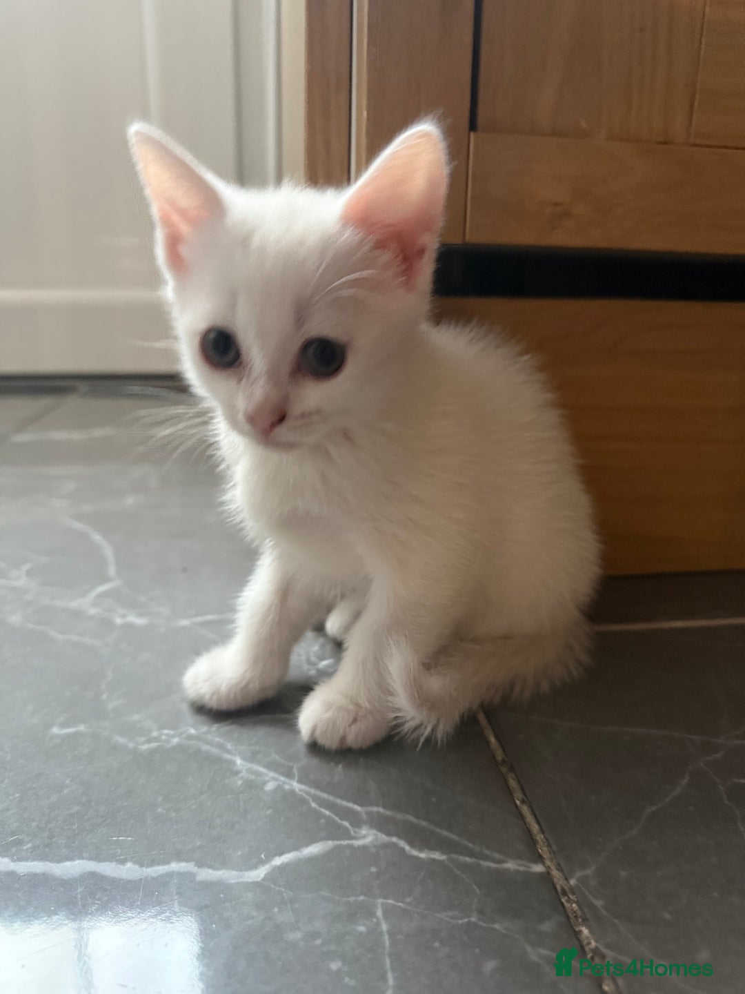 Turkish Angora cats for sale: Playful Kittens - Each ready for a loving home - Image 4