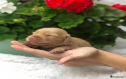 Miniature Dachshund dogs for sale:  Cream long haired puppies available😍🐾 - Image 8