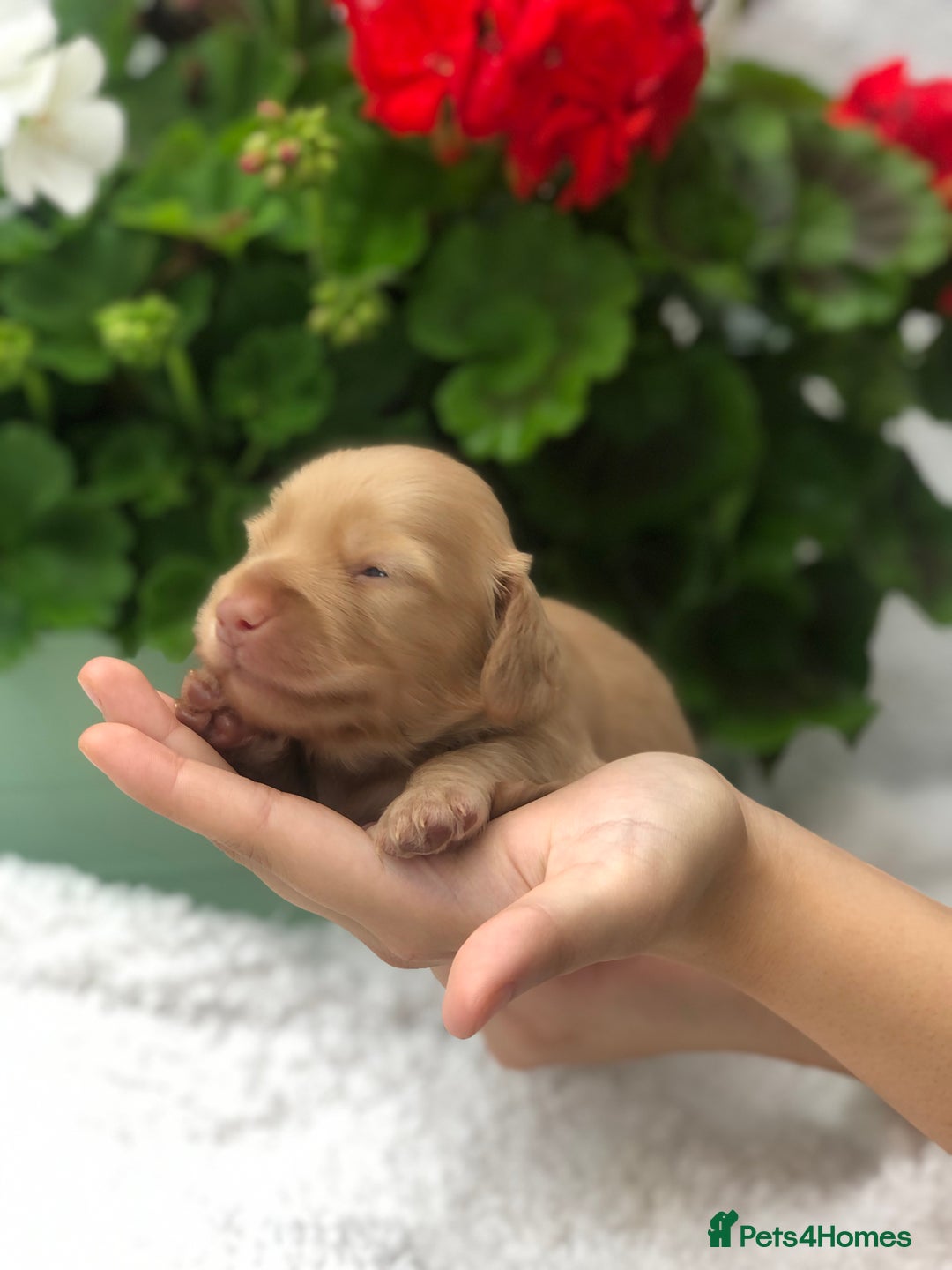 Miniature Dachshund dogs for sale:  Cream long haired puppies available😍🐾 - Image 8