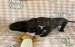 Cocker Spaniel dogs for sale: Cocker spaniel pups - Image 13