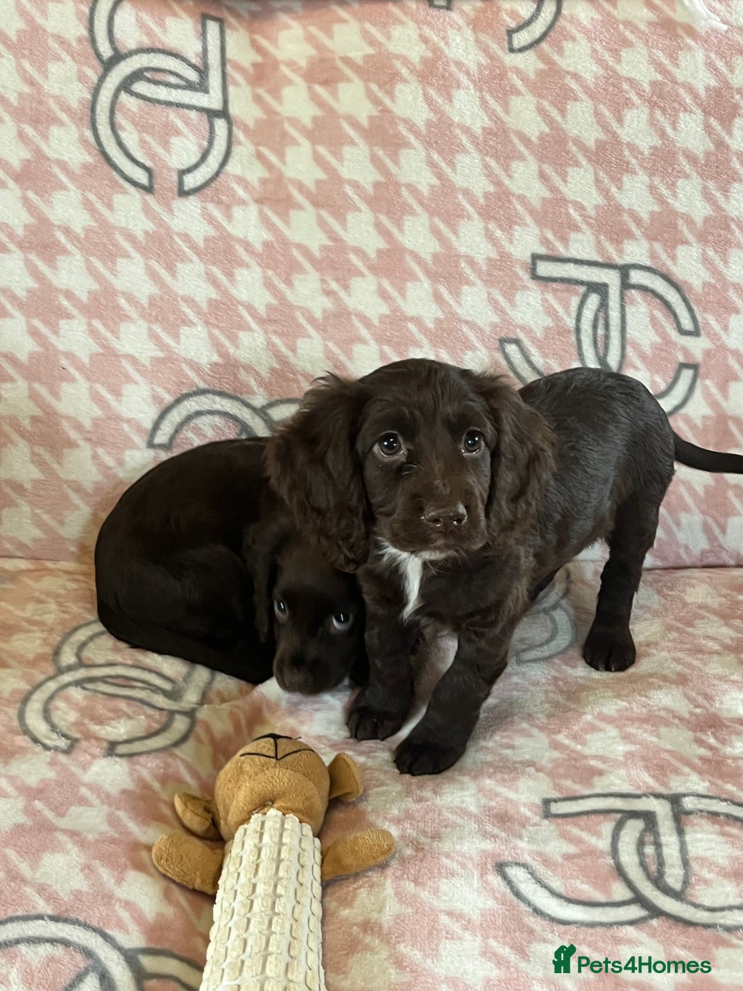 Cocker Spaniel dogs for sale: Cocker spaniel pups - Image 13