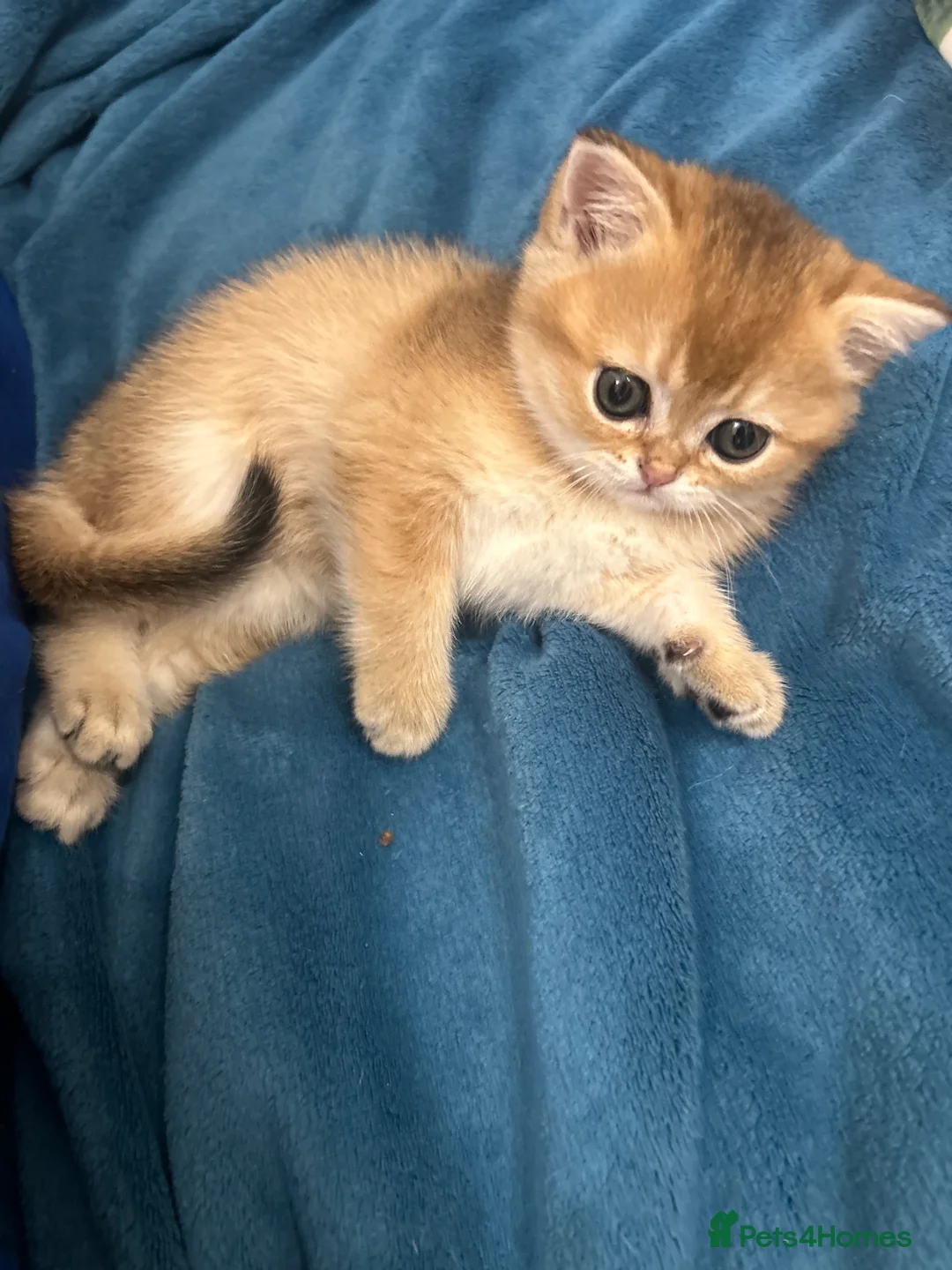 Scottish Fold cats for sale: Gold chinchilla baby’s available  - Advert 17