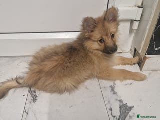 Pomeranian dogs Pomeranian female puppy 16 weeks old - Advert 5