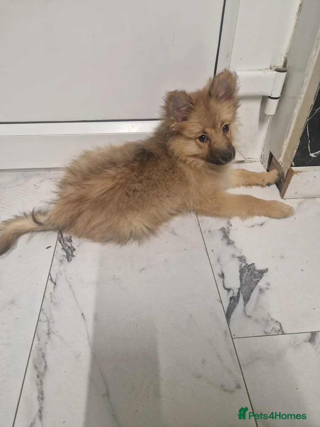 Pomeranian dogs for sale: Pomeranian female puppy 16 weeks old  - Advert 1