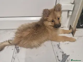 Pomeranian dogs Pomeranian female puppy 16 weeks old - Advert 18
