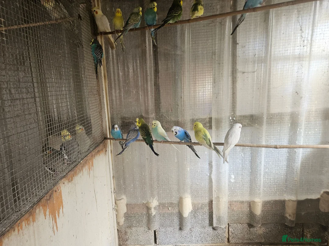 Budgerigars birds for sale: Budgies for sale in Bristol - Advert 6