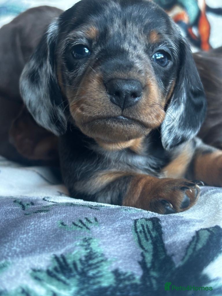 Miniature Dachshund dogs Dapple Boy & Two Chocolate Girls 🐾 - Advert 3