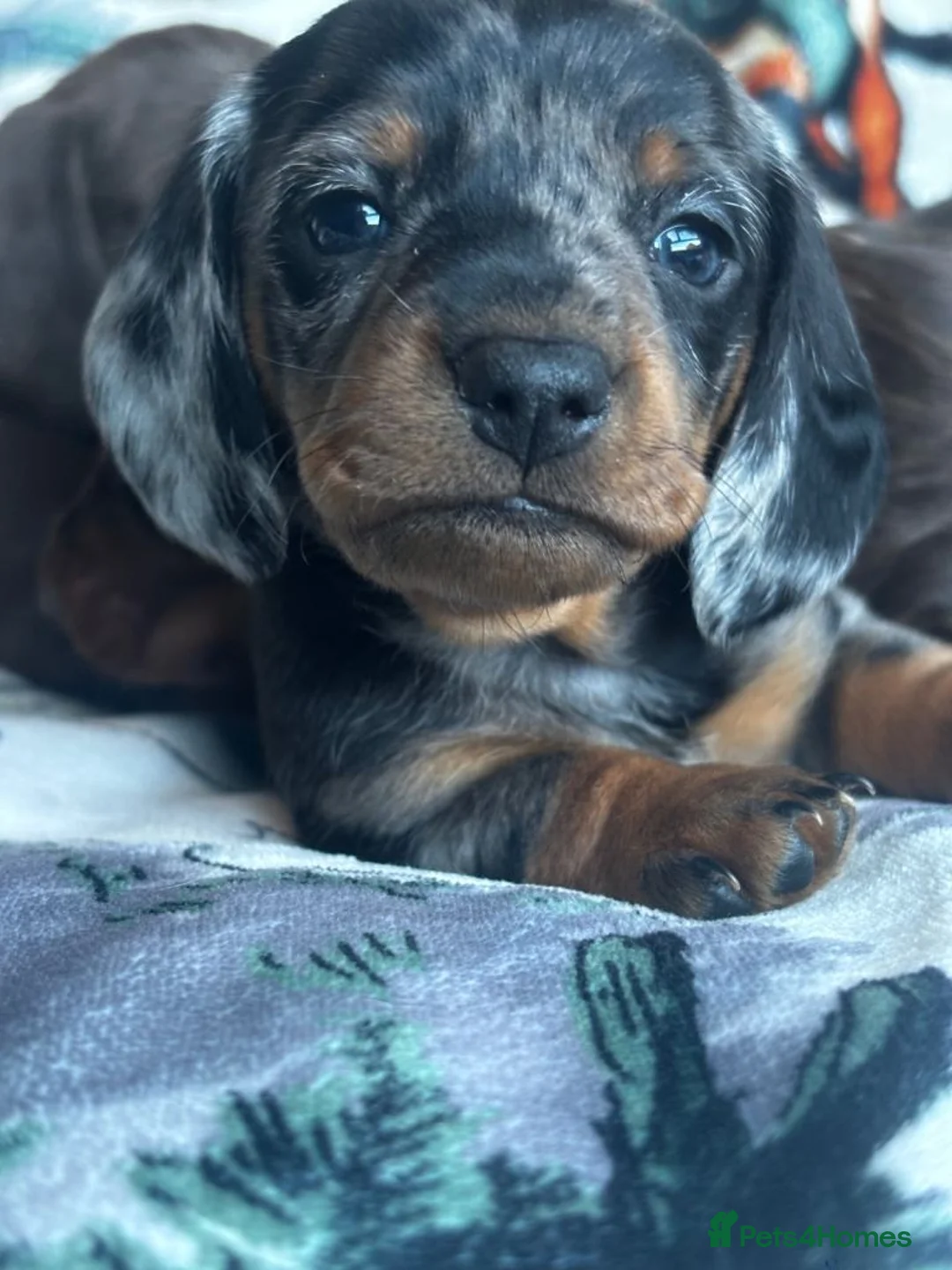 Miniature Dachshund dogs for sale: Dapple Boy & Two Chocolate Girls 🐾 in Chester - Advert 1