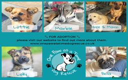 Mixed Breed dogs for adoption: Maria seeking forever home  - Image 4