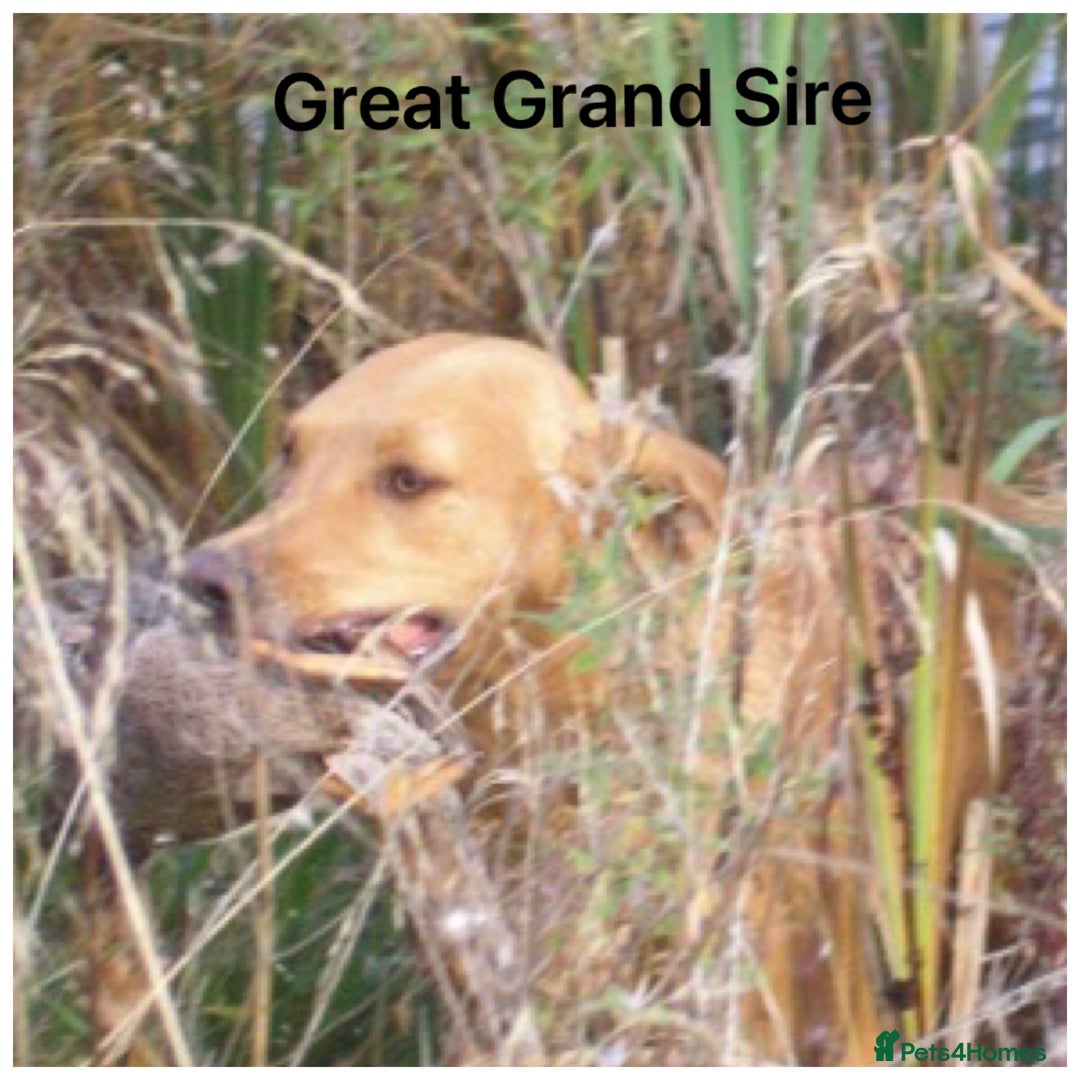 Labrador Retriever dogs for sale: Beautiful KC pups, health tested & superb lineage - Advert 27